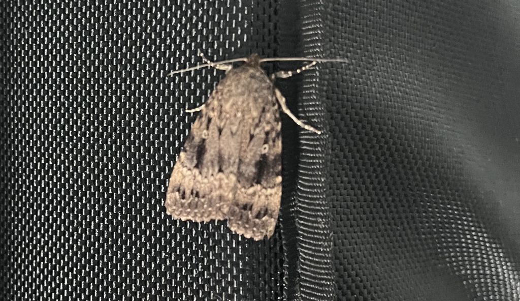 Amphipyra pyramidea - Noctuidae